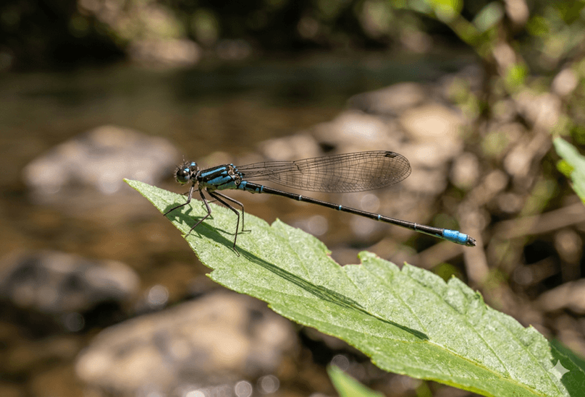 Blue-tipped Dancer